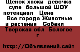 Щенок хаски, девочка супе, большой ШОУ потенциал › Цена ­ 50 000 - Все города Животные и растения » Собаки   . Тверская обл.,Бологое г.